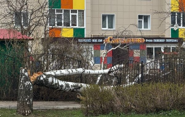 В Мамадыше сильный ветер повалил дерево у детского сада «Светлячок»