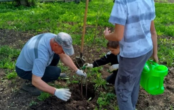В Тавельской школе Мамадышского района прошла экологическая акция по посадке деревьев