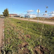 Мамадыш преображается: в городе высадили сотни новых деревьев
