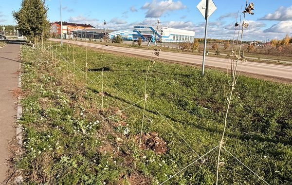 Мамадыш преображается: в городе высадили сотни новых деревьев