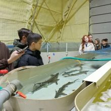 Шестиклассники из Мамадыша познакомились с работой осетрового цеха