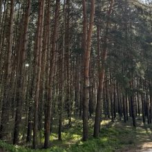 В Мамадышском лесничестве появится новая лесосеменная плантация